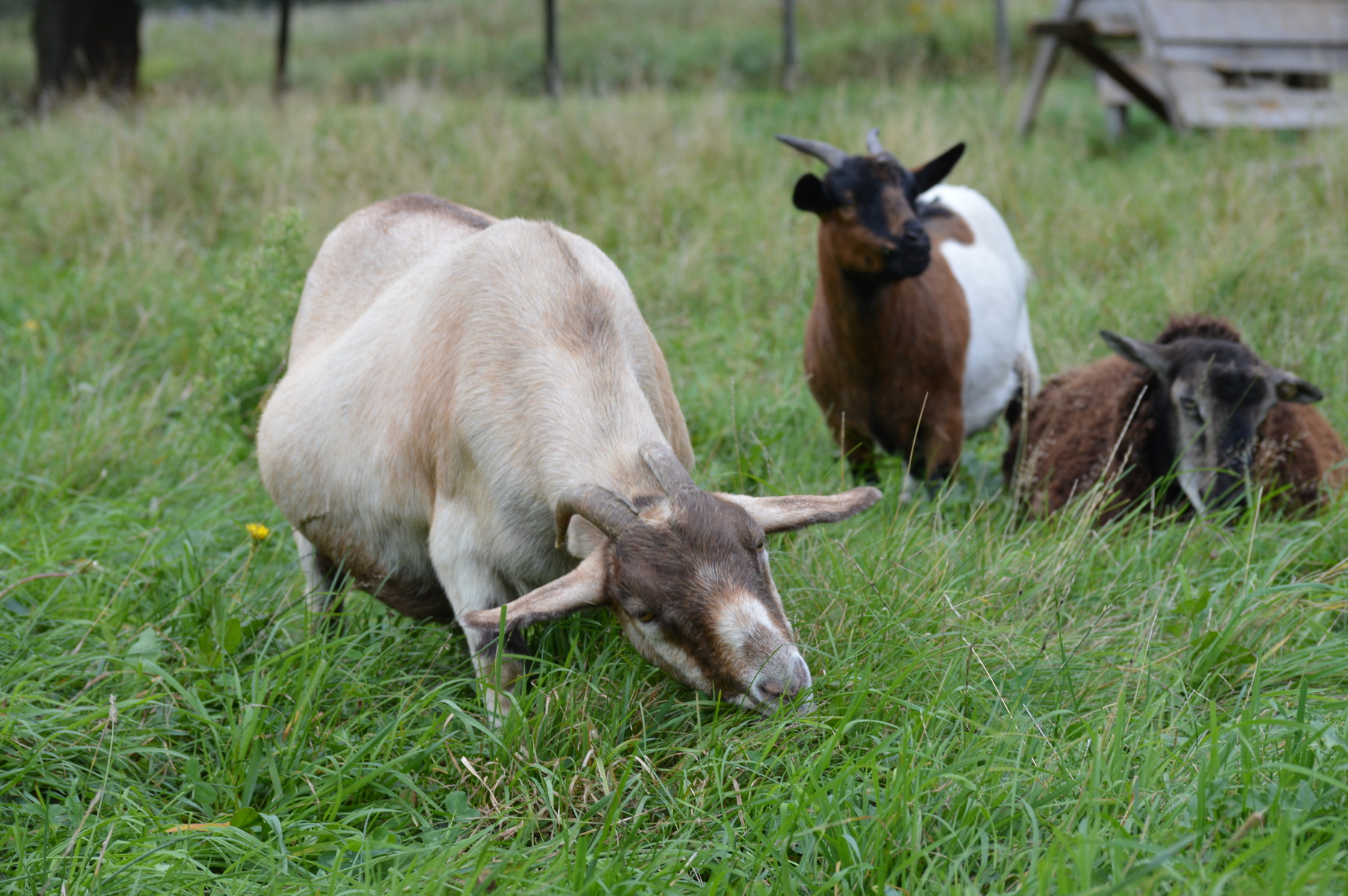 Goat Pregnancy Health and Nutrition